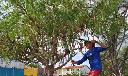 Prefeitura de Prata realiza serviço de poda de árvores na cidade