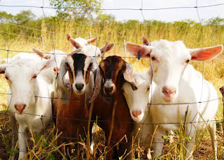 MUNICÍPIO DA PRATA ASSINA CONVENIO PARA MELHORAMENTO GENÉTICO DE CAPRINOS E OVINOS.
