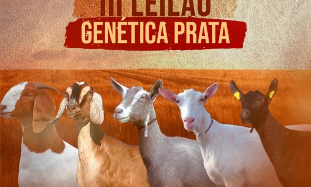 Leilão de cabras Genética Prata pode render até R$ 200 mil durante a 8ª Expoprata