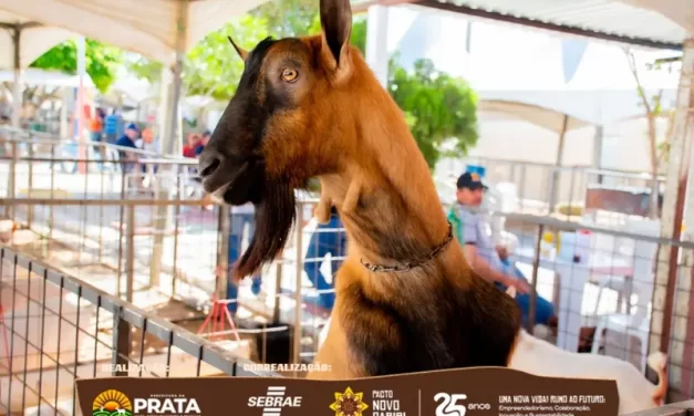 11ª Expoprata reúne mais de 750 animais e consolida-se como vitrine da caprinovinocultura no Cariri
