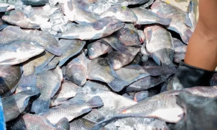 Prefeitura da Prata realiza entrega de peixe e verduras e beneficia famílias do município