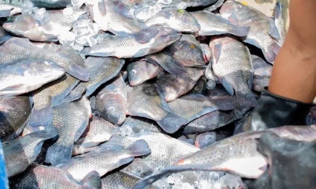 Prefeitura da Prata realiza entrega de peixe e verduras e beneficia famílias do município